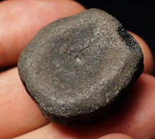 Load image into Gallery viewer, Jurassic ichthyosaur bone (vertebra) from Lyme Regis (27mm)
