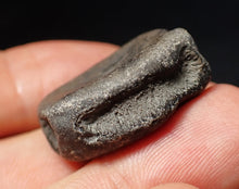 Load image into Gallery viewer, Jurassic ichthyosaur bone (vertebra) from Lyme Regis (27mm)
