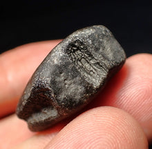 Load image into Gallery viewer, Jurassic ichthyosaur bone (vertebra) from Lyme Regis (27mm)
