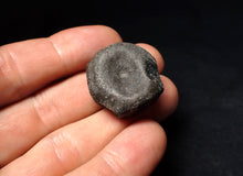 Load image into Gallery viewer, Jurassic ichthyosaur bone (vertebra) from Lyme Regis (27mm)
