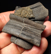 Load image into Gallery viewer, Jurassic ichthyosaur jaw bone from Lyme Regis (55mm)
