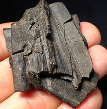 Load image into Gallery viewer, Jurassic ichthyosaur jaw bone from Lyme Regis (55mm)
