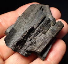 Load image into Gallery viewer, Jurassic ichthyosaur jaw bone from Lyme Regis (55mm)
