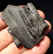 Load image into Gallery viewer, Jurassic ichthyosaur jaw bone from Lyme Regis (55mm)
