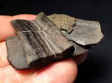 Load image into Gallery viewer, Jurassic ichthyosaur jaw bone from Lyme Regis (55mm)
