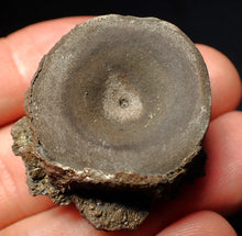 Load image into Gallery viewer, Jurassic ichthyosaur bone (vertebra) from Lyme Regis (30mm)
