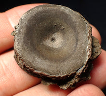 Load image into Gallery viewer, Jurassic ichthyosaur bone (vertebra) from Lyme Regis (30mm)
