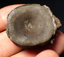Load image into Gallery viewer, Jurassic ichthyosaur bone (vertebra) from Lyme Regis (30mm)
