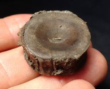 Load image into Gallery viewer, Jurassic ichthyosaur bone (vertebra) from Lyme Regis (30mm)
