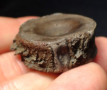 Load image into Gallery viewer, Jurassic ichthyosaur bone (vertebra) from Lyme Regis (30mm)
