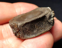Load image into Gallery viewer, Jurassic ichthyosaur bone (vertebra) from Lyme Regis (30mm)
