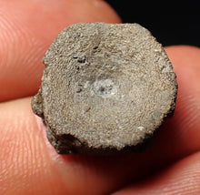 Load image into Gallery viewer, Jurassic ichthyosaur bone (vertebra) from Lyme Regis (17mm)
