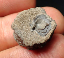 Load image into Gallery viewer, Jurassic ichthyosaur bone (vertebra) from Lyme Regis (17mm)
