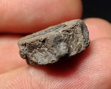 Load image into Gallery viewer, Jurassic ichthyosaur bone (vertebra) from Lyme Regis (17mm)
