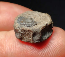 Load image into Gallery viewer, Jurassic ichthyosaur bone (vertebra) from Lyme Regis (17mm)
