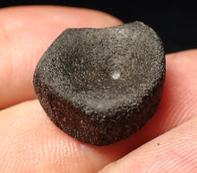 Load image into Gallery viewer, Jurassic ichthyosaur bone (vertebra) from Lyme Regis (17mm)
