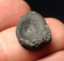 Load image into Gallery viewer, Jurassic ichthyosaur bone (vertebra) from Lyme Regis (14mm)
