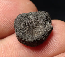 Load image into Gallery viewer, Jurassic ichthyosaur bone (vertebra) from Lyme Regis (14mm)
