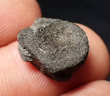 Load image into Gallery viewer, Jurassic ichthyosaur bone (vertebra) from Lyme Regis (14mm)
