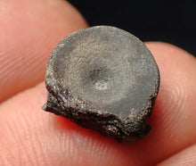 Load image into Gallery viewer, Jurassic ichthyosaur bone (vertebra) from Lyme Regis (14mm)
