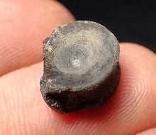 Load image into Gallery viewer, Jurassic ichthyosaur bone (vertebra) from Lyme Regis (14mm)
