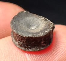 Load image into Gallery viewer, Jurassic ichthyosaur bone (vertebra) from Lyme Regis (14mm)
