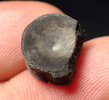 Load image into Gallery viewer, Jurassic ichthyosaur bone (vertebra) from Lyme Regis (14mm)
