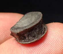 Load image into Gallery viewer, Jurassic ichthyosaur bone (vertebra) from Lyme Regis (14mm)
