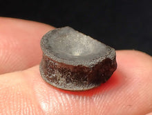 Load image into Gallery viewer, Jurassic ichthyosaur bone (vertebra) from Lyme Regis (14mm)
