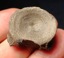 Load image into Gallery viewer, Jurassic ichthyosaur bone (vertebra) from Lyme Regis (26mm)
