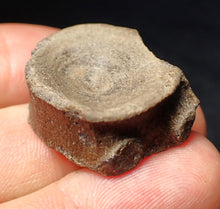 Load image into Gallery viewer, Jurassic ichthyosaur bone (vertebra) from Lyme Regis (26mm)
