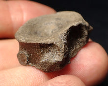 Load image into Gallery viewer, Jurassic ichthyosaur bone (vertebra) from Lyme Regis (26mm)
