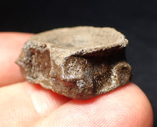 Load image into Gallery viewer, Jurassic ichthyosaur bone (vertebra) from Lyme Regis (26mm)
