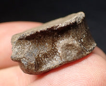 Load image into Gallery viewer, Jurassic ichthyosaur bone (vertebra) from Lyme Regis (26mm)
