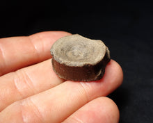 Load image into Gallery viewer, Jurassic ichthyosaur bone (vertebra) from Lyme Regis (26mm)
