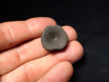 Load image into Gallery viewer, Jurassic ichthyosaur bone (vertebra) from Lyme Regis (22mm)
