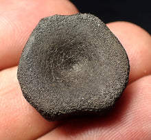 Load image into Gallery viewer, Jurassic ichthyosaur bone (vertebra) from Lyme Regis (22mm)

