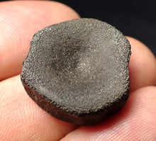 Load image into Gallery viewer, Jurassic ichthyosaur bone (vertebra) from Lyme Regis (22mm)

