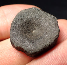 Load image into Gallery viewer, Jurassic ichthyosaur bone (vertebra) from Lyme Regis (22mm)
