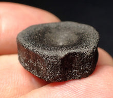 Load image into Gallery viewer, Jurassic ichthyosaur bone (vertebra) from Lyme Regis (22mm)
