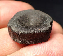 Load image into Gallery viewer, Jurassic ichthyosaur bone (vertebra) from Lyme Regis (22mm)
