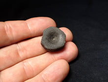 Load image into Gallery viewer, Jurassic ichthyosaur bone (vertebra) from Lyme Regis (22mm)
