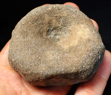 Load image into Gallery viewer, Large Jurassic ichthyosaur bone (vertebra) from Lyme Regis (74mm)
