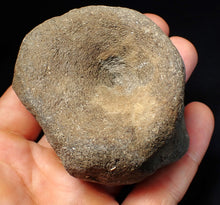 Load image into Gallery viewer, Large Jurassic ichthyosaur bone (vertebra) from Lyme Regis (74mm)
