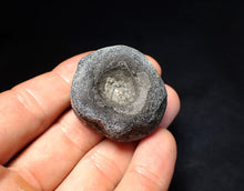 Load image into Gallery viewer, Jurassic ichthyosaur bone (vertebra) from Lyme Regis (38mm)
