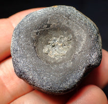 Load image into Gallery viewer, Jurassic ichthyosaur bone (vertebra) from Lyme Regis (38mm)
