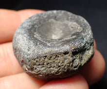 Load image into Gallery viewer, Jurassic ichthyosaur bone (vertebra) from Lyme Regis (38mm)
