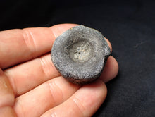 Load image into Gallery viewer, Jurassic ichthyosaur bone (vertebra) from Lyme Regis (38mm)
