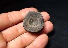 Load image into Gallery viewer, Jurassic ichthyosaur bone (vertebra) from Lyme Regis (31mm)
