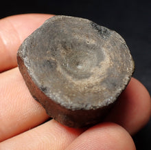 Load image into Gallery viewer, Jurassic ichthyosaur bone (vertebra) from Lyme Regis (31mm)
